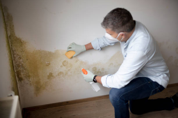 Best Mold Remediation for Healthcare Facilities  in Wayne City, IL